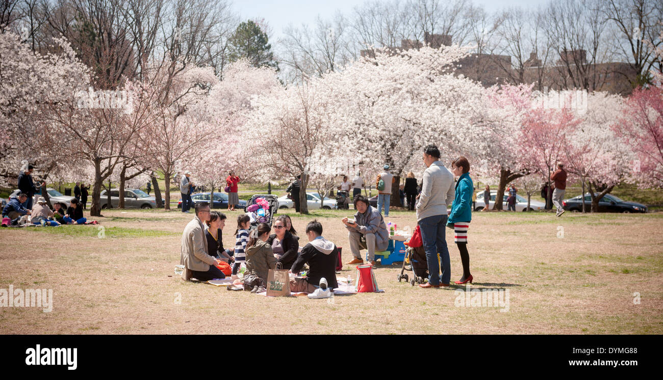 The cherry blossoms are in bloom at Branch Brook Park in Newark, New Jersey Stock Photo