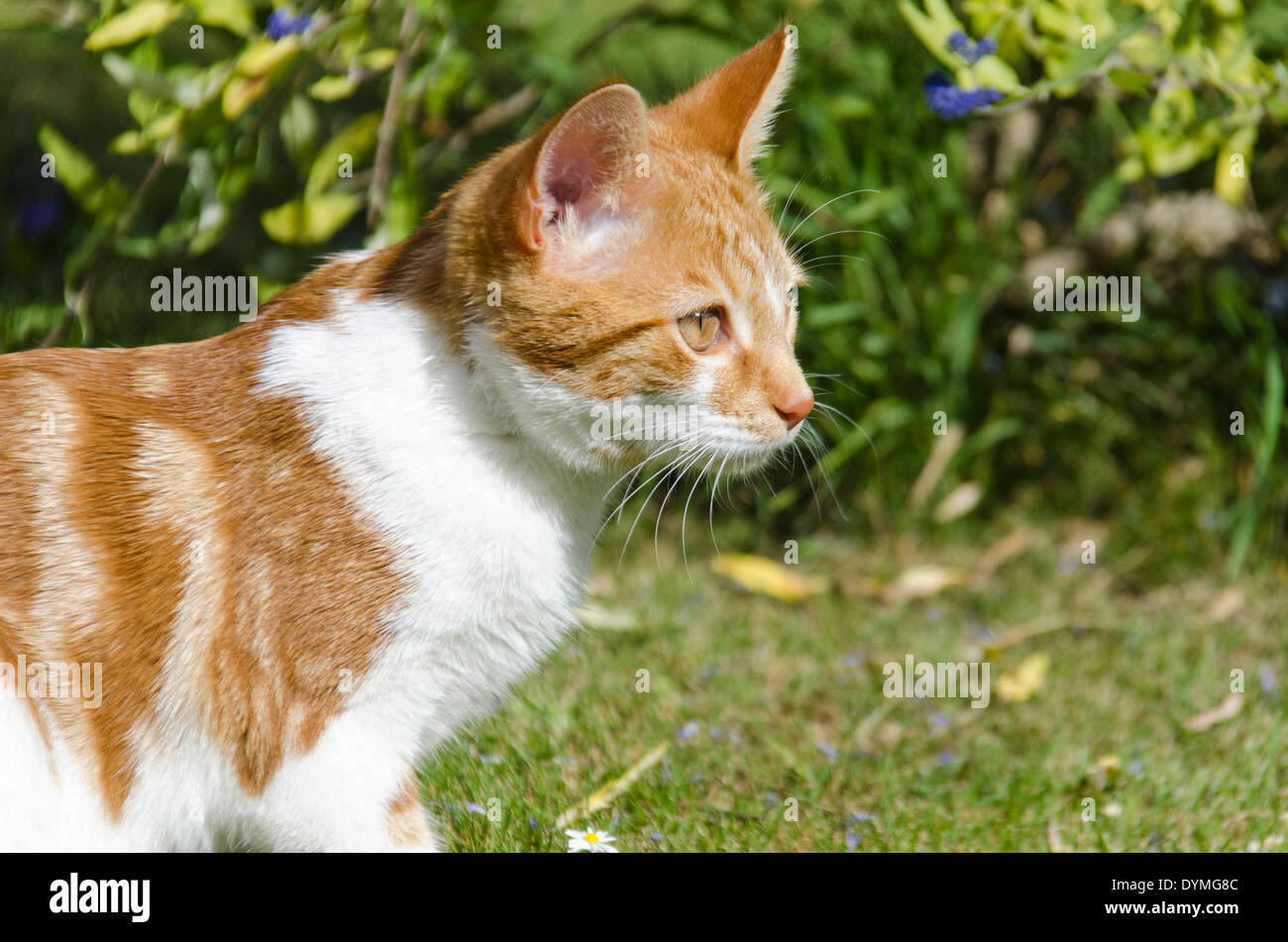 Ginger cat exploring in a garden Stock Photo - Alamy