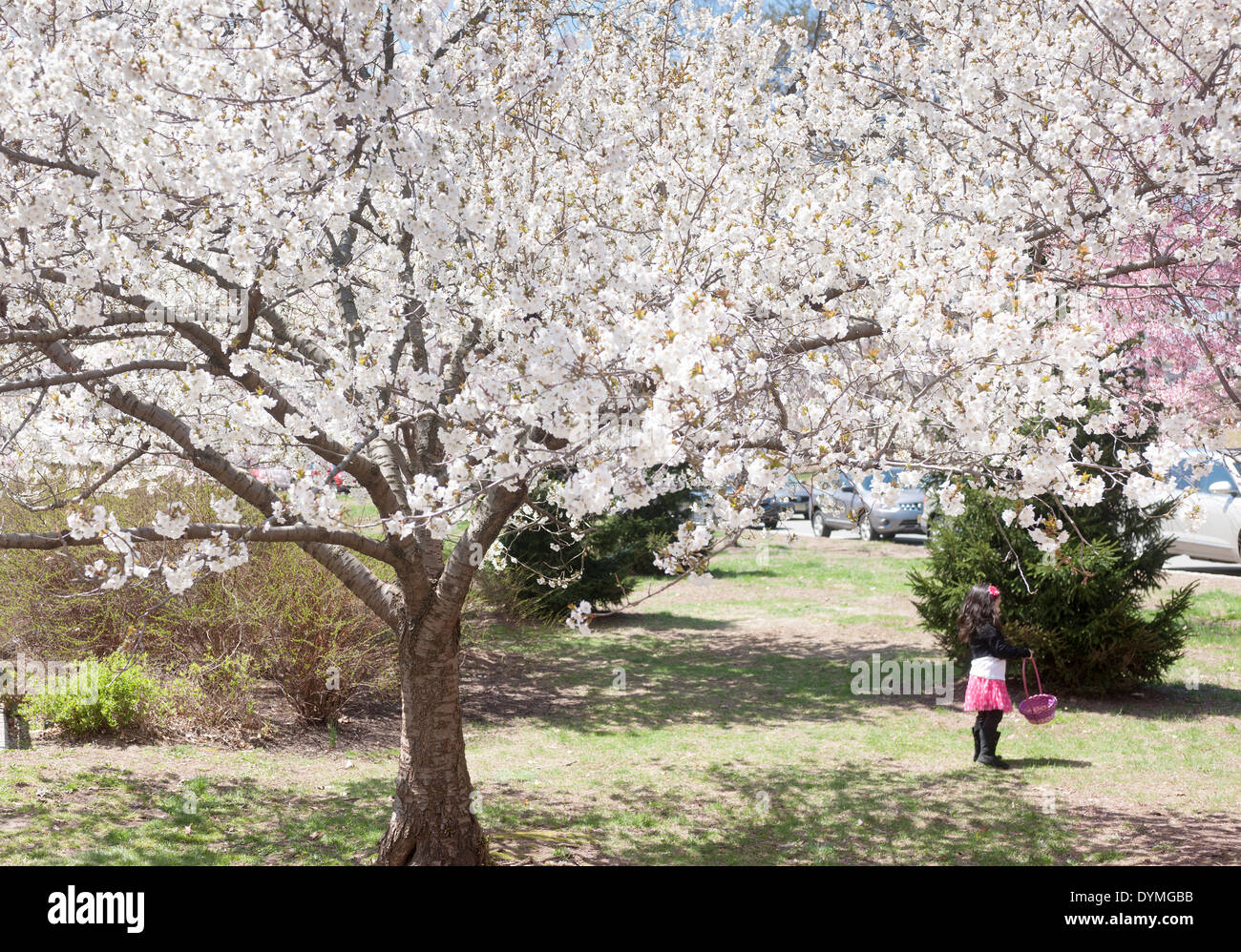 The cherry blossoms are in bloom at Branch Brook Park in Newark, New