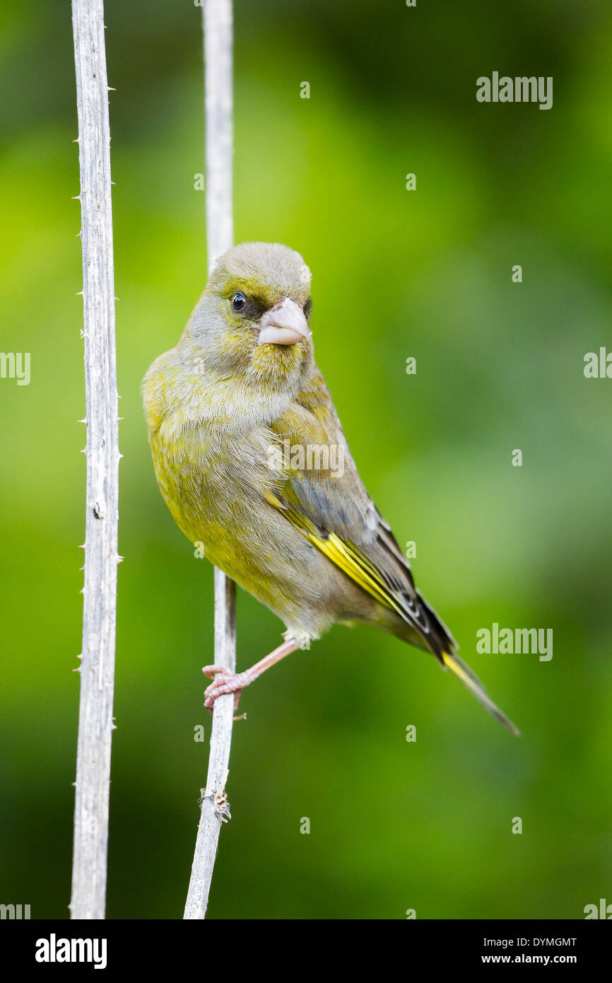 Adult male European Greenfinch (Chloris chloris) perched on the stem of a Teasel (Dipsacus fullonum) Stock Photo