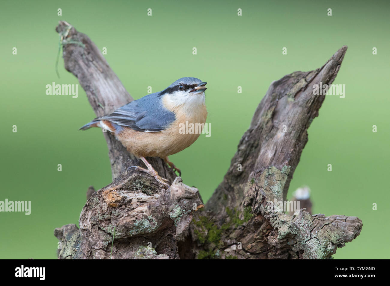 Adult Eurasian Nuthatch (Sitta europaea) standing on a a tree stump with a seed in its beak Stock Photo