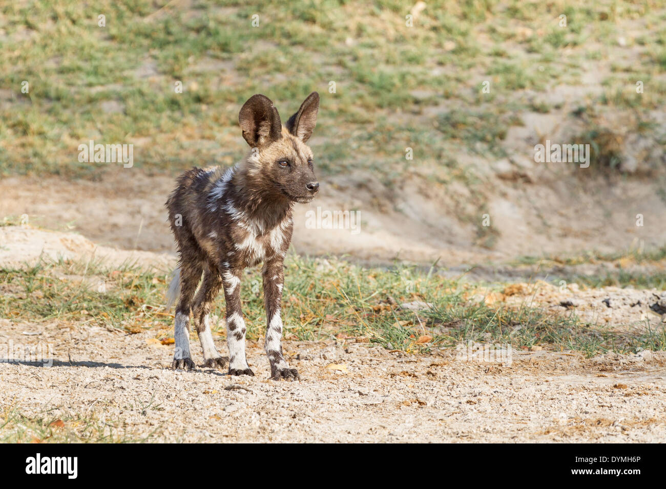 African Wild Dog puppy (Lycaon pictus) Stock Photo