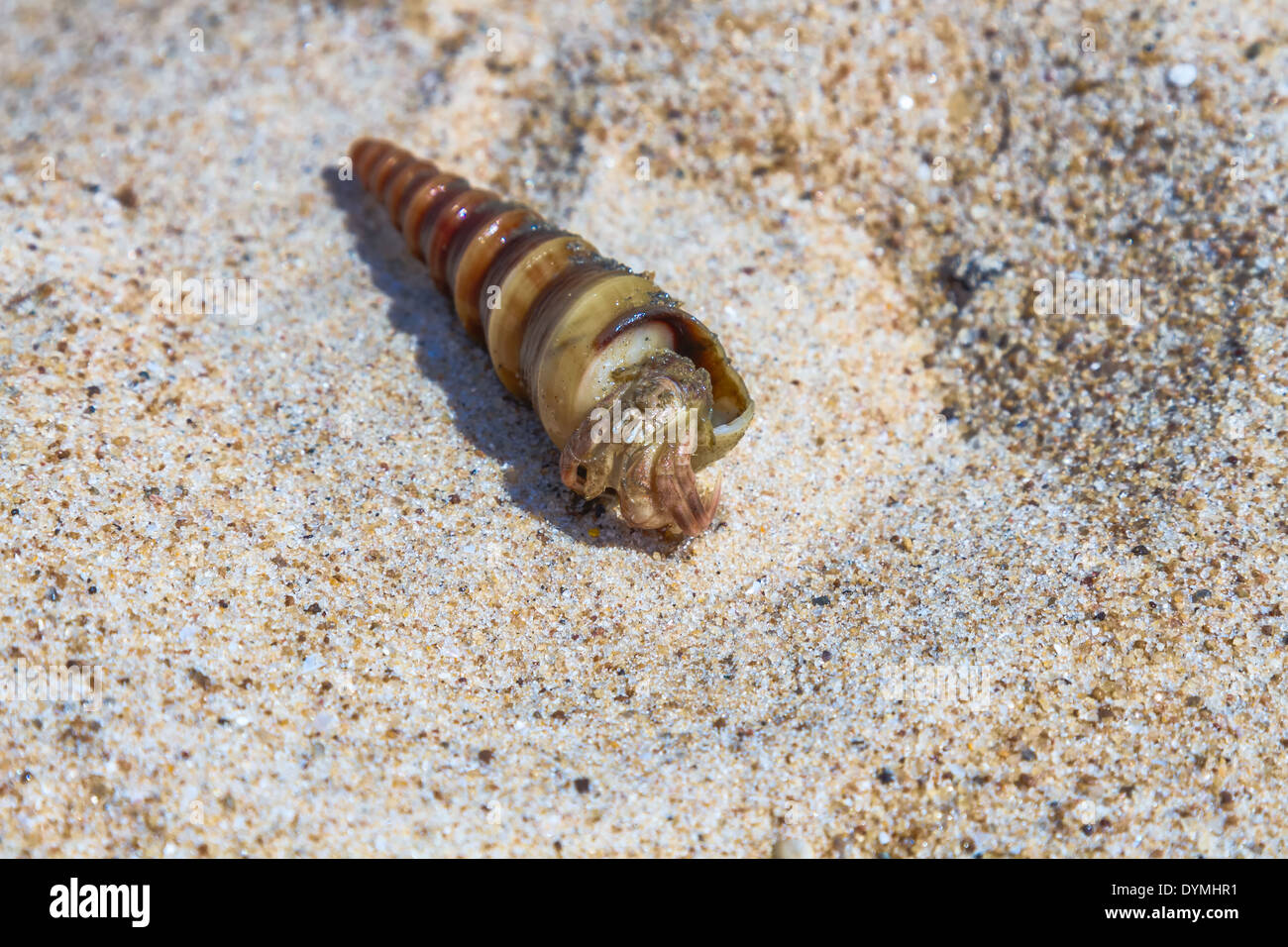 Sea clam shell on the beach sand Stock Photo