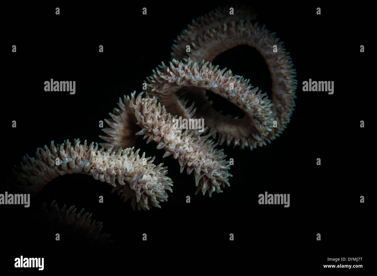 Circles formed by whip coral (Cirripathes sp.) in the Lembeh Straits of North Sulawesi, Indonesia Stock Photo