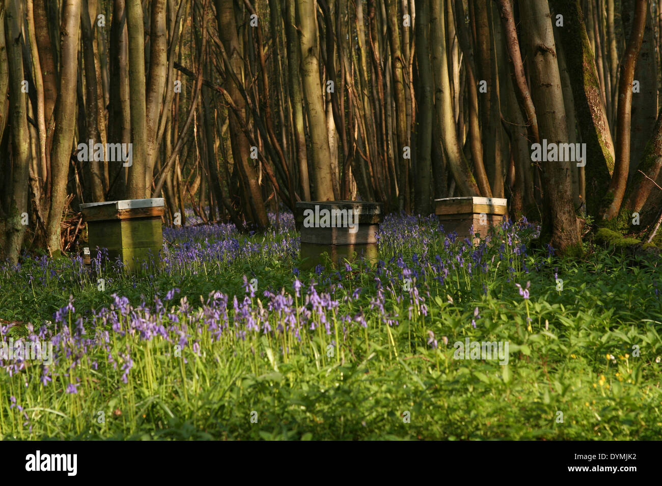 Bee hives in woods hi-res stock photography and images - Alamy