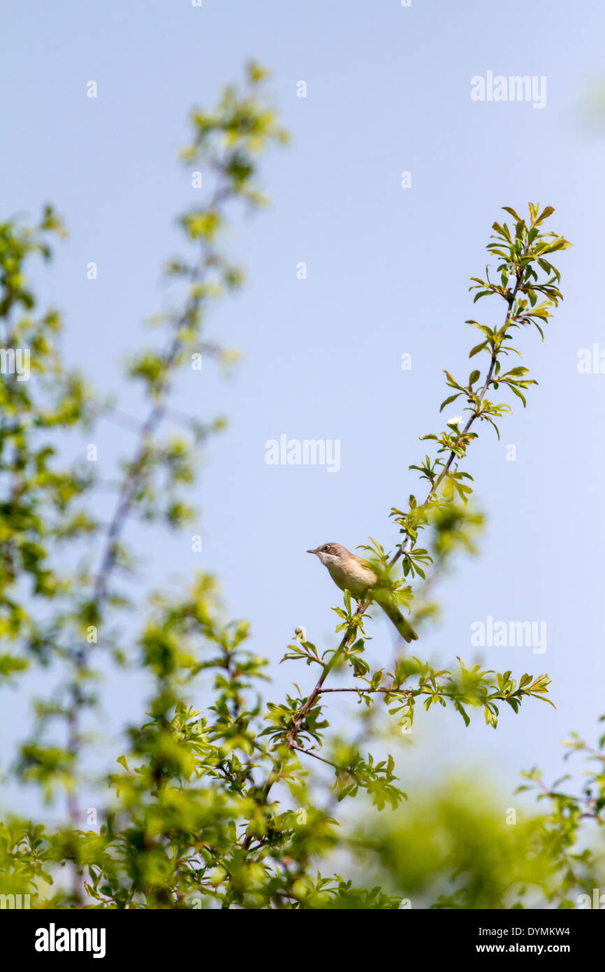 Common Whitethroat is singing in the tree Stock Photo