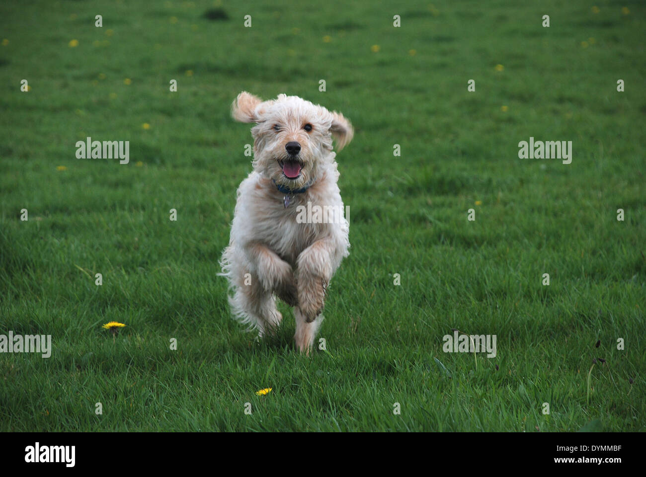 Charlie. Cavapoo puppy at 6 months Stock Photo