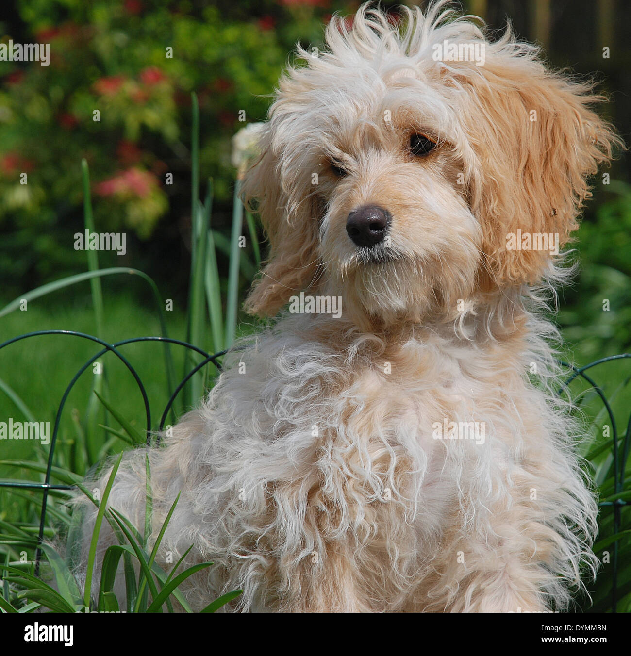 cavapoo 6 months old