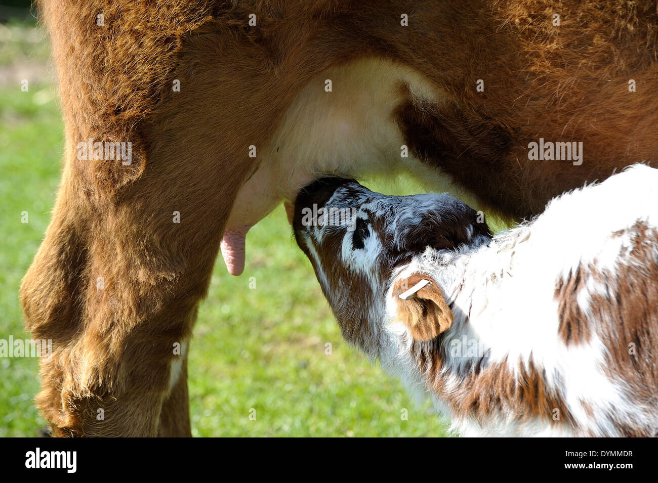 A calf feeding from it's mother. White post farm Nottinghamshire England UK Stock Photo