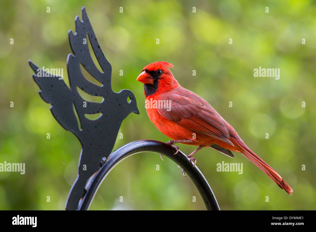 Bright red male Northern Cardinal Cardinalis cardinalis in southwestern Florida Stock Photo