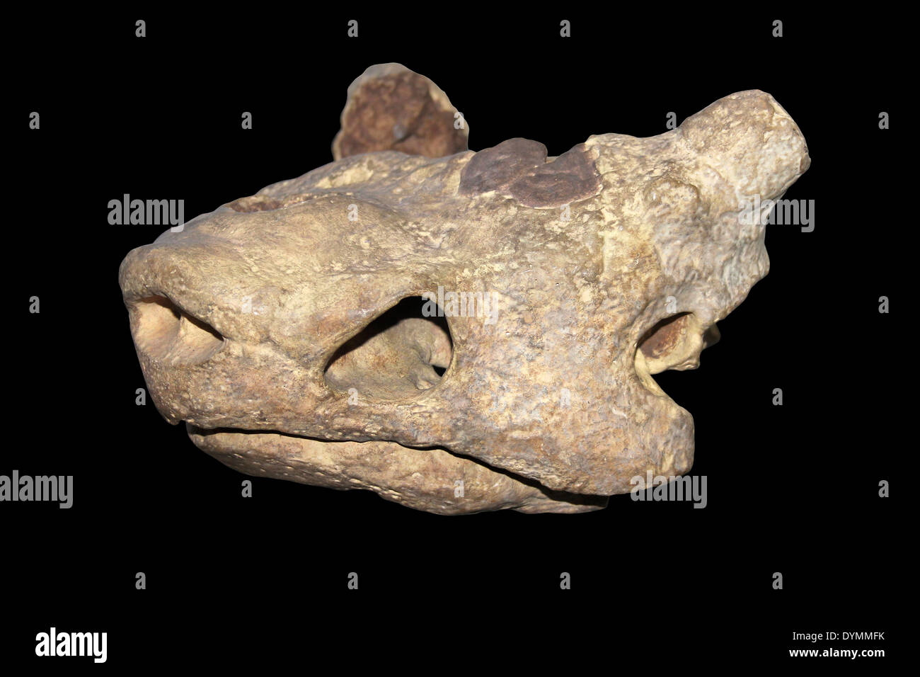 Skull Of Herbivorous Anapsid Reptile (cast) Pareiasaurus sp. Karroo Beds, Upper Permian, South Africa Stock Photo