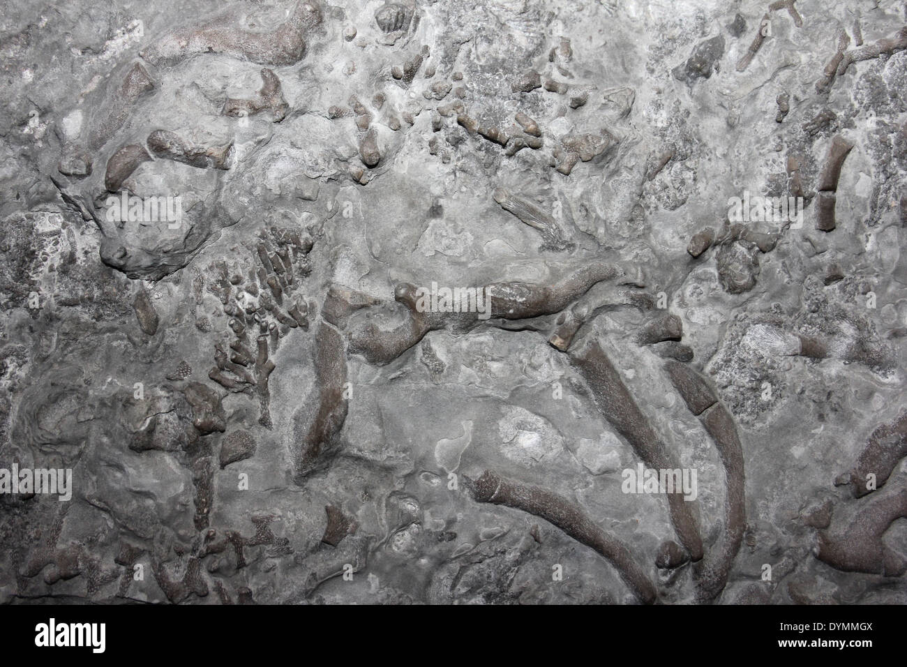 Fossil Bryozoans Stenopora sp. Wenlock Limestone, Silurian, UK Stock Photo