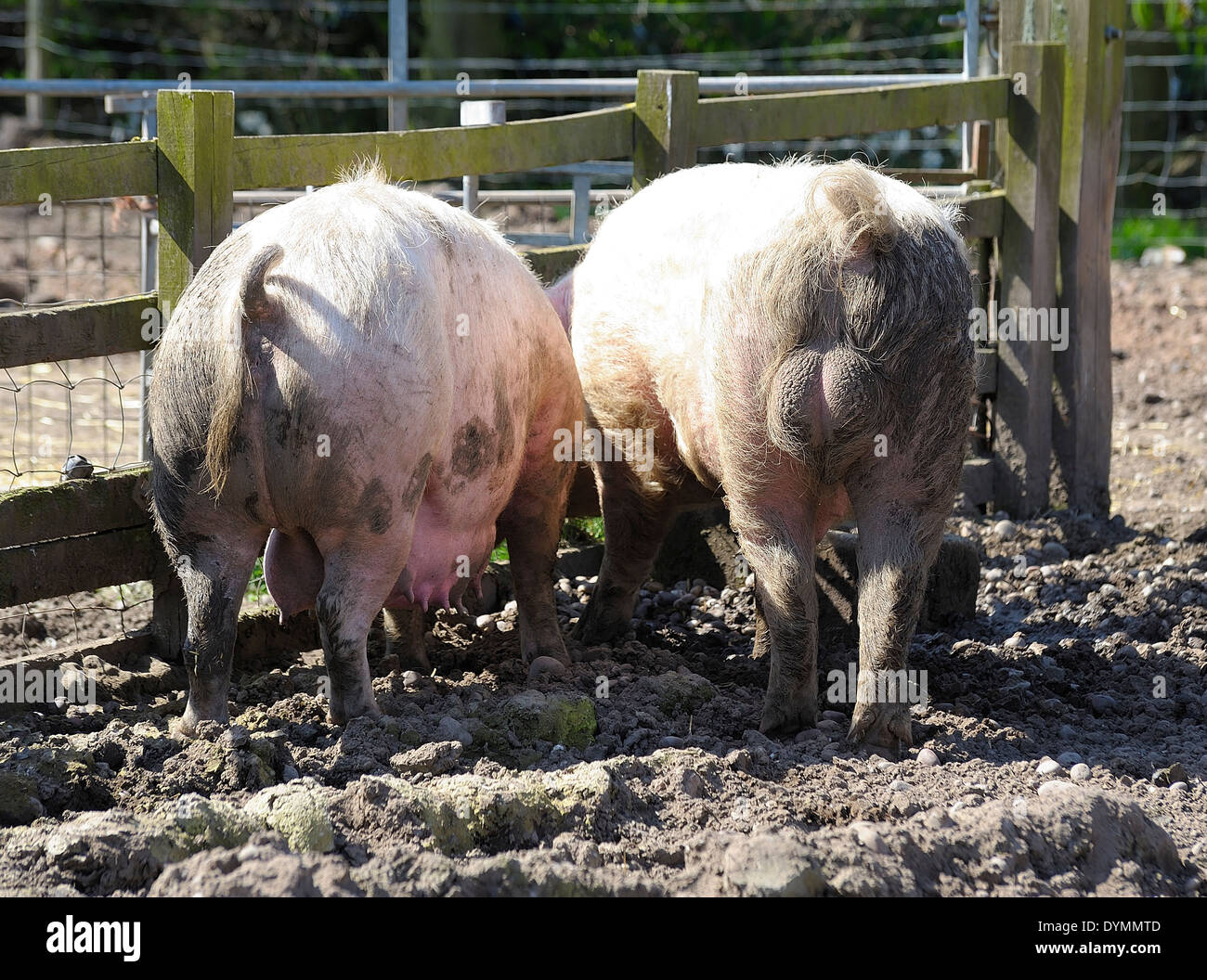 Female and male pig from behind England uk Stock Photo Alamy