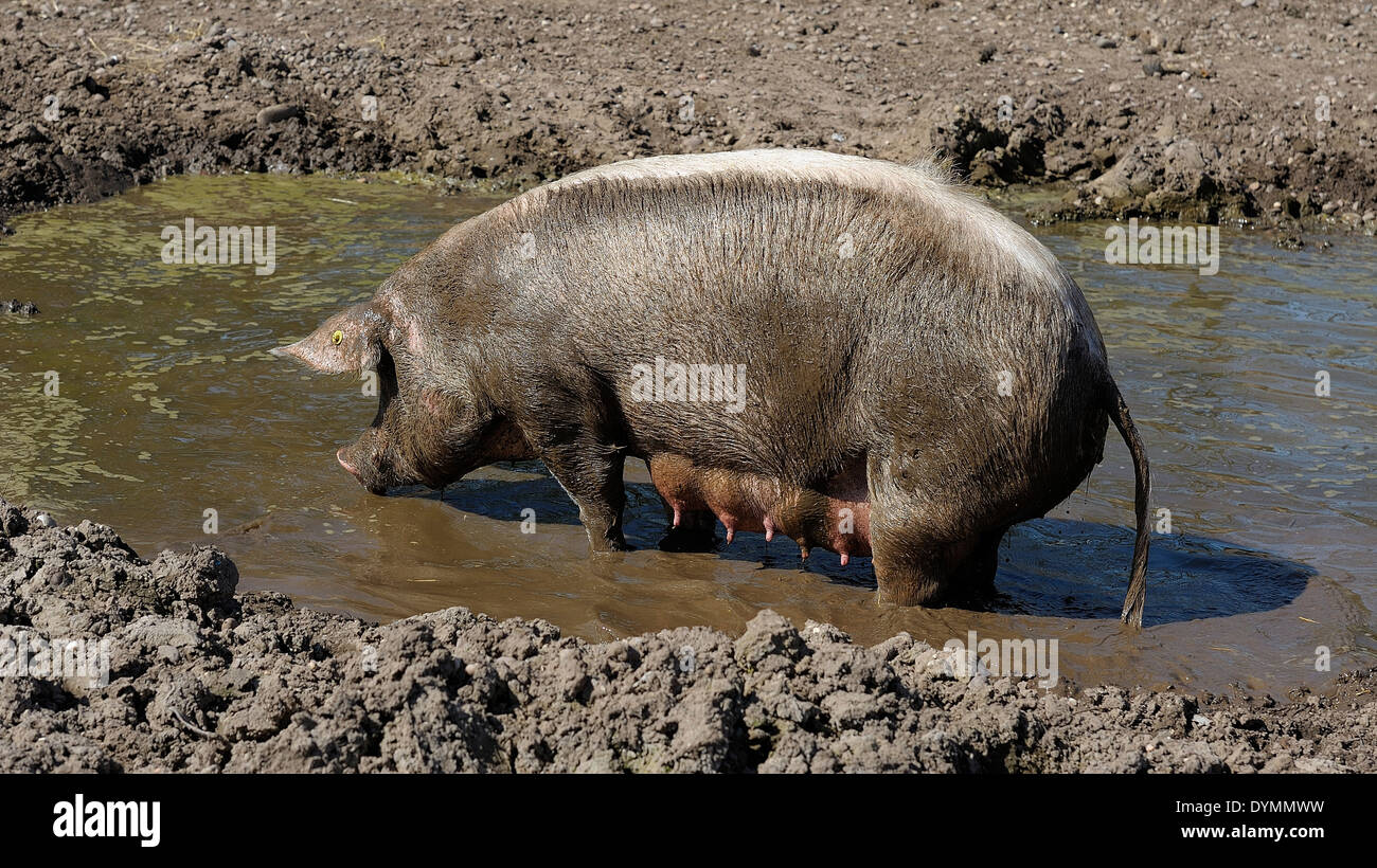 Dirty pig in mud on hires stock photography and images Alamy