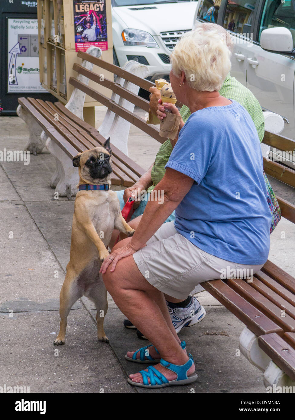 Couple with dog eating ice cream on Venice Avenue in downtown Venice Florida Stock Photo Alamy