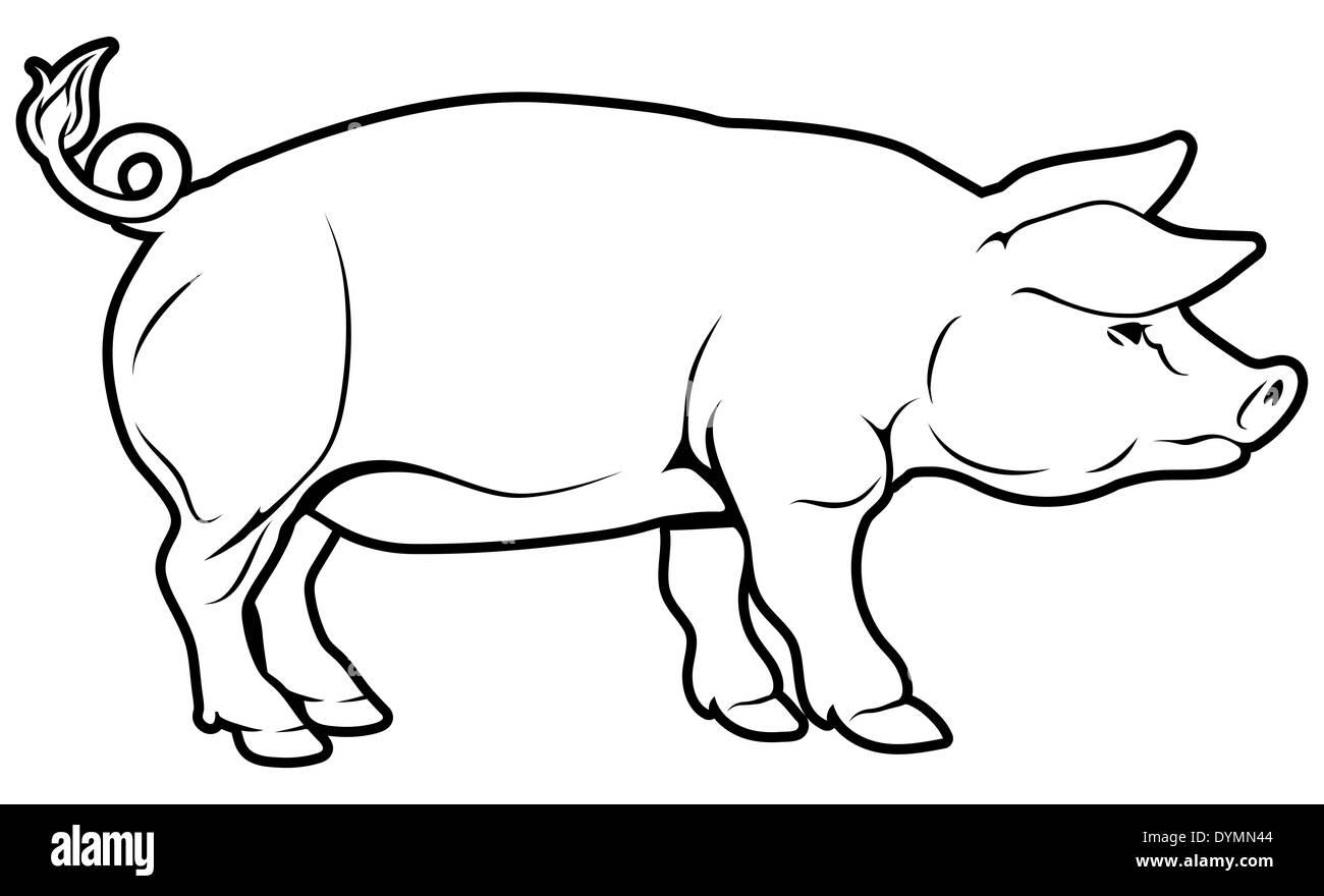 Drawing of a pig Black and White Stock Photos & Images Alamy