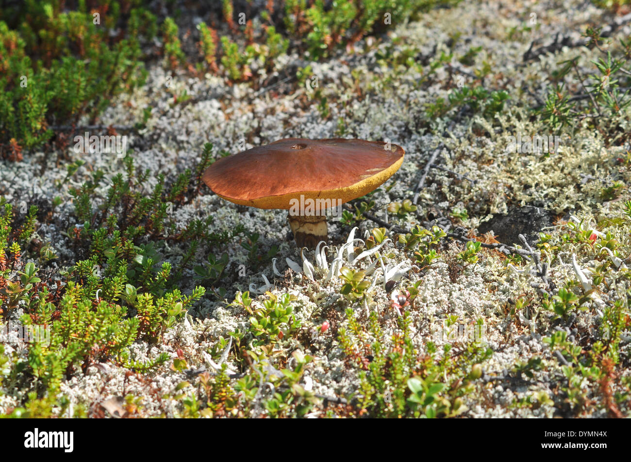 Russia, Yakutia. Wild mushrooms among soil, covered with moss and pine needles. Stock Photo