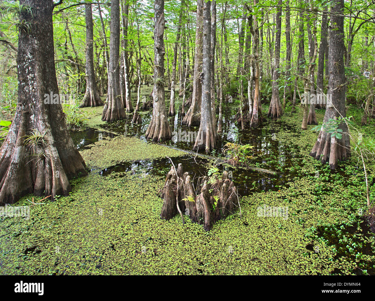 Swamp in Six Mile Cypress Slough Preserve in Fort Myers, Florida. Stock Photo