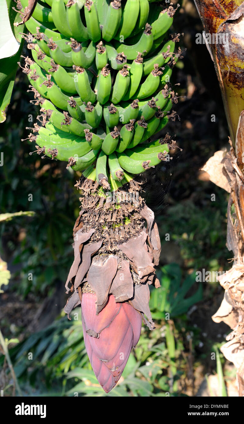 Banana flower with fruit in various stages of development. Santa Clara la Laguna. Republic of Guatemala. Stock Photo