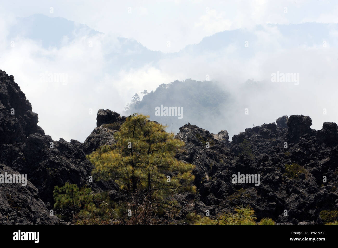 Vivid green pine trees grow in a black lava field in the Mar de Piedra, the Stone Sea, an area of solidified lava flows Stock Photo