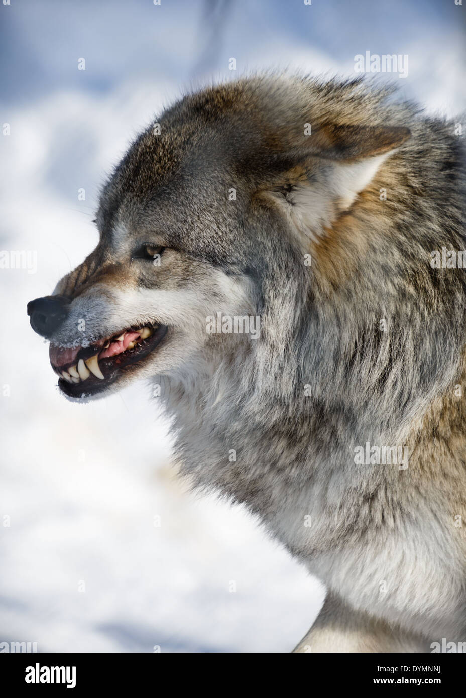 Aggressive Arctic Wolf (Canis lupus arctos) Stock Photo