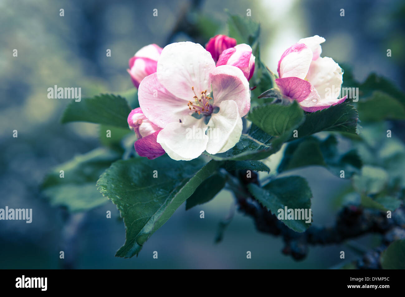 Apple blossom with morning dew Stock Photo