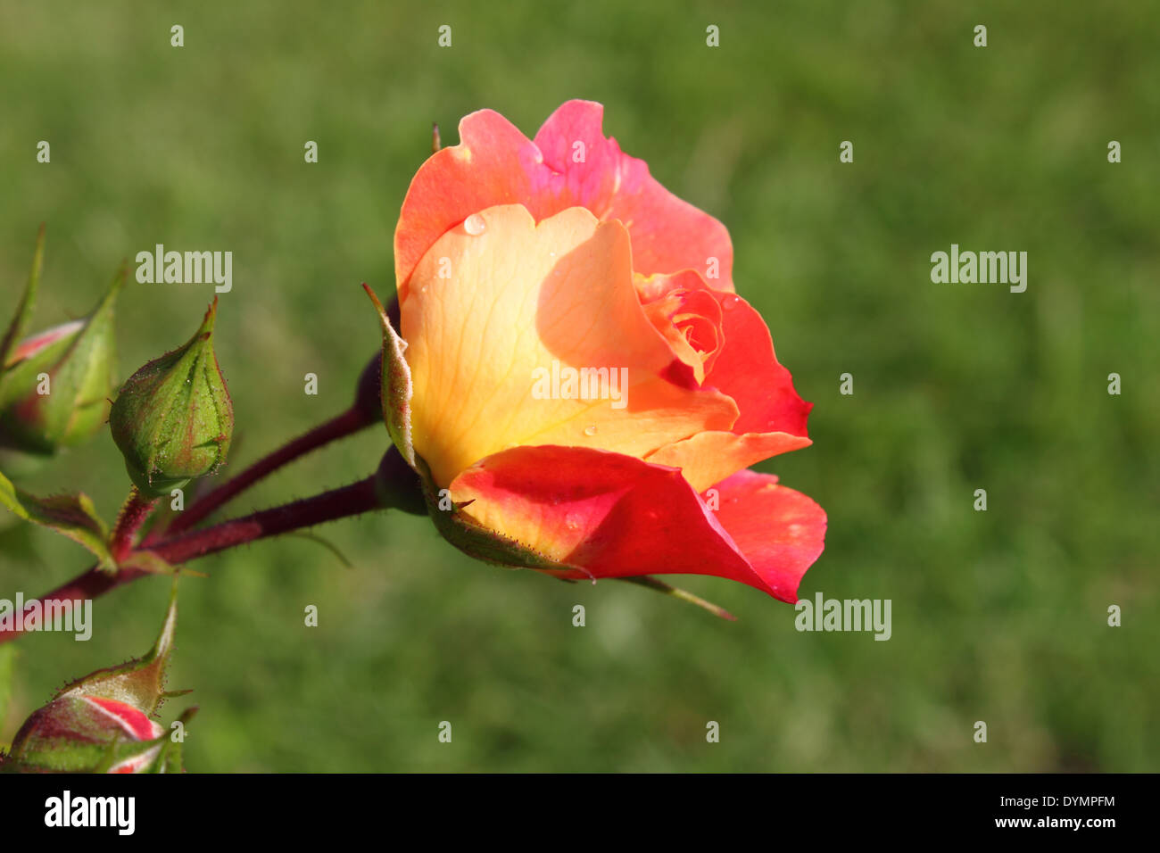 Closeup view of a beautiful orange rose with red tips Stock Photo Alamy