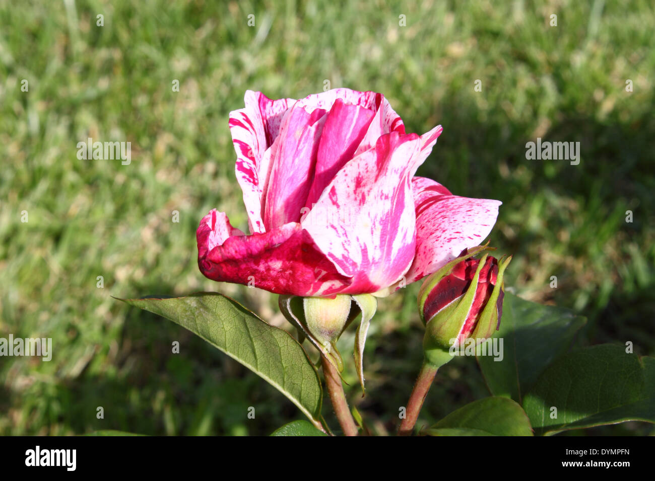 Red stains hi-res stock photography and images - Alamy