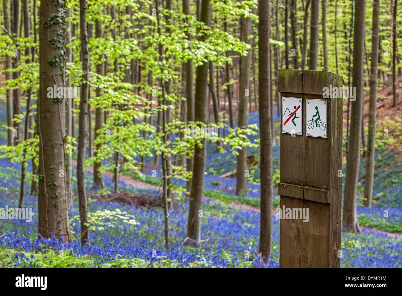 Signs for mountain bikers and horseback riders in beech forest with bluebells (Endymion nonscriptus) in flower in spring Stock Photo