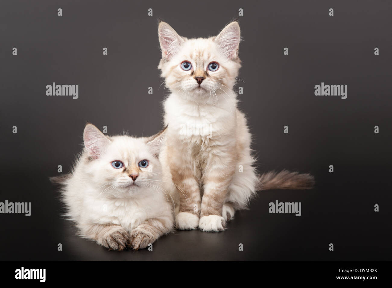Tabby gray white kittens hi-res stock photography and images - Alamy