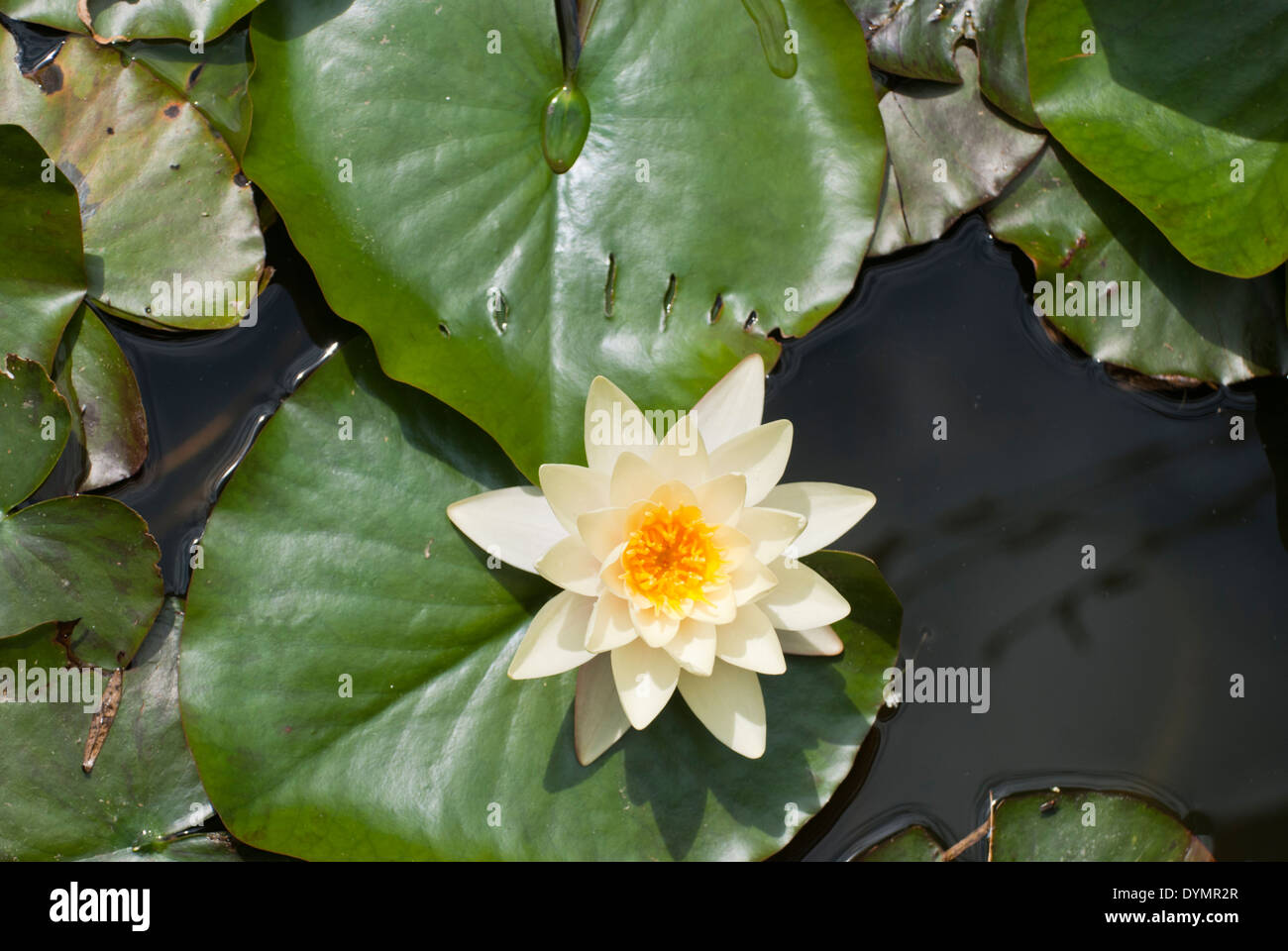 Water lily, single flower Stock Photo