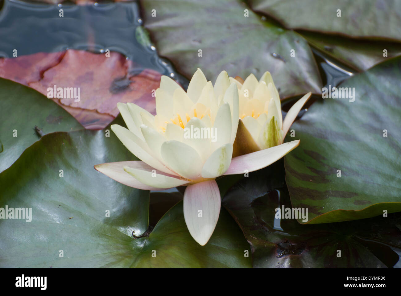 Water lily, single flower Stock Photo