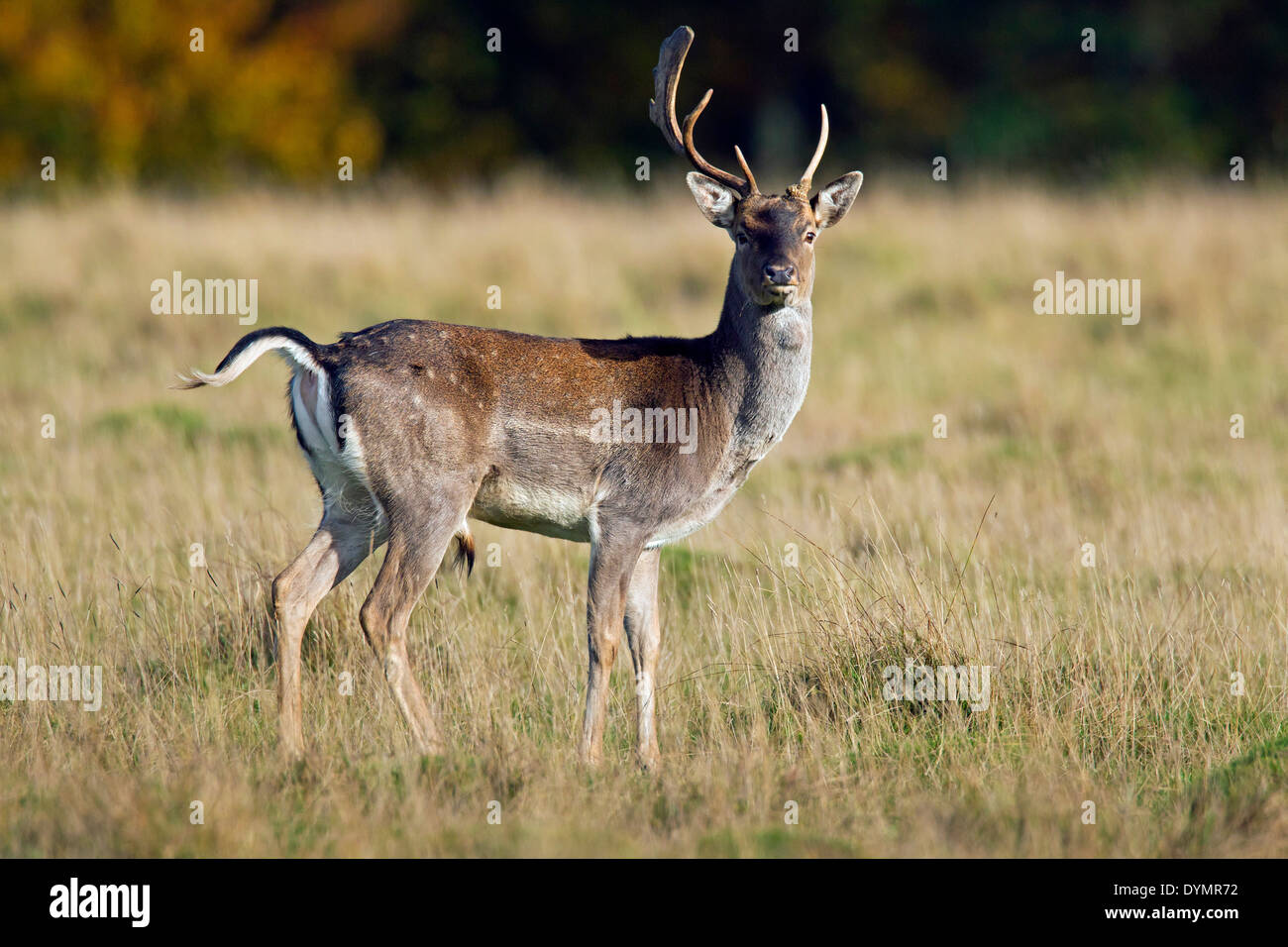 Fallow deer (Dama dama) young buck with deformed antlers during the rut in autumn in grassland Stock Photo