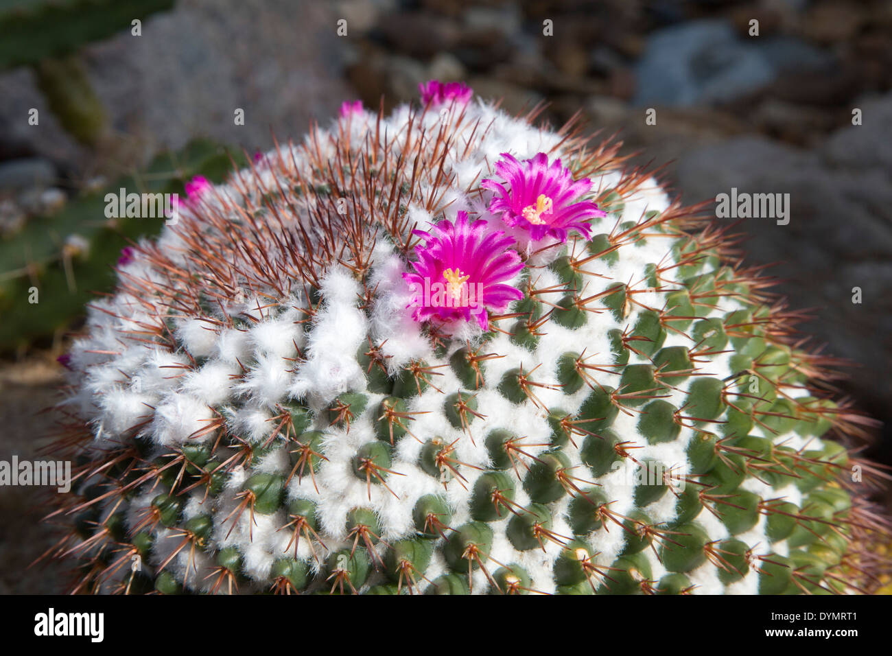 A cactus (Cactaceae) in bloom in the Desert House at the University of Michigan's Matthaei Botanical Gardens. Stock Photo