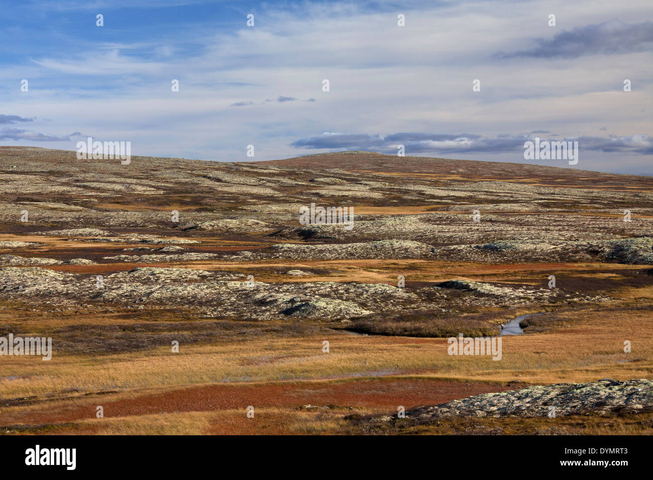 Tundra landscape in autumn at the Rondane National Park, Dovre, Oppland, Norway Stock Photo