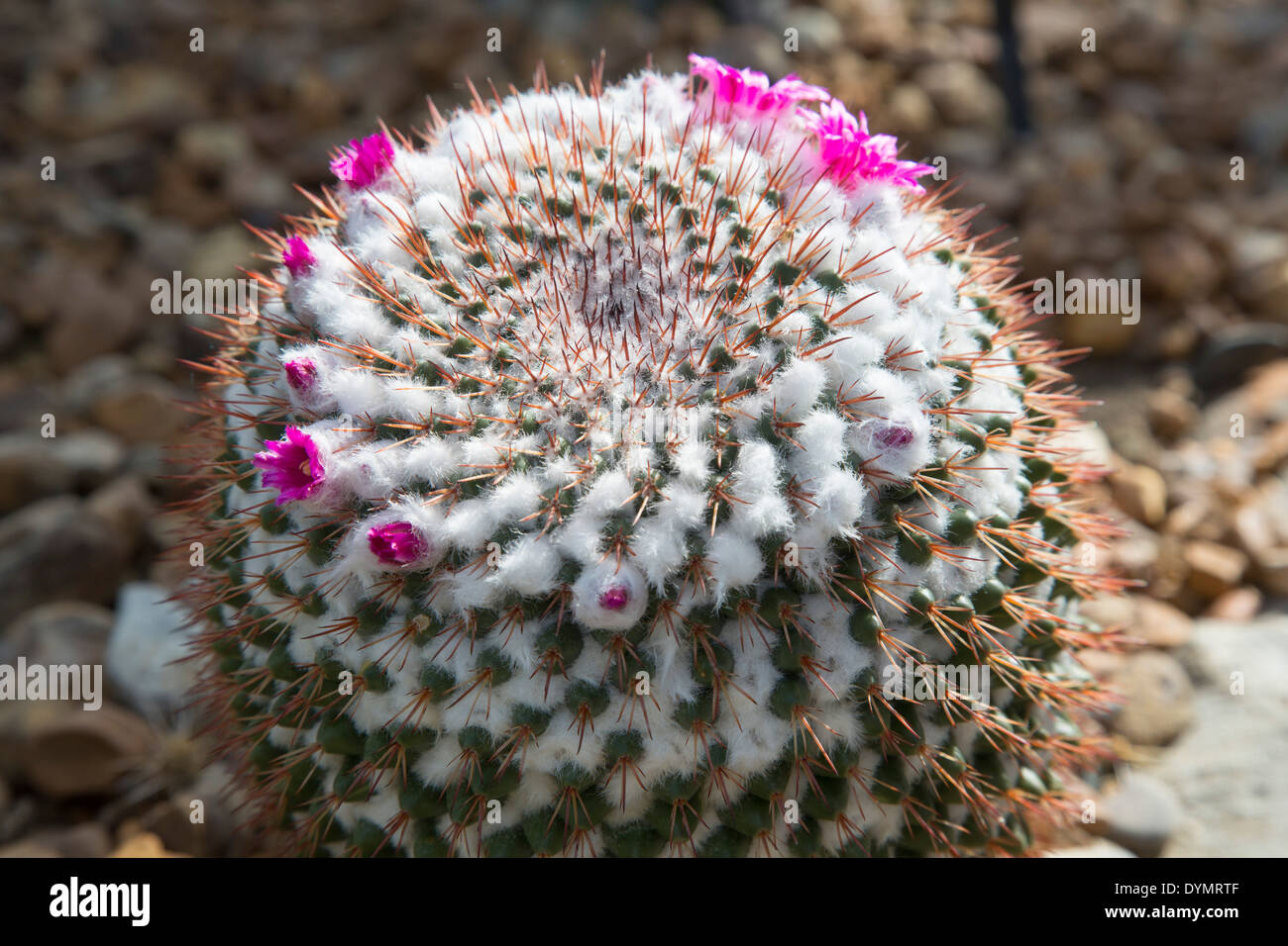 A cactus (Cactaceae) in bloom in the Desert House at the University of Michigan's Matthaei Botanical Gardens. Stock Photo