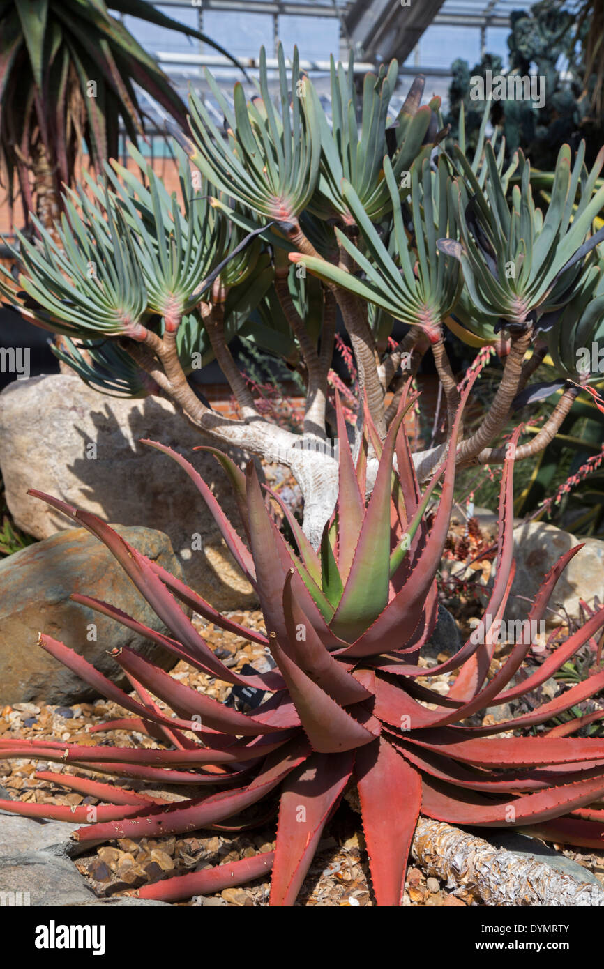 Ann Arbor, Michigan Aloe plants growing in the Desert House at the