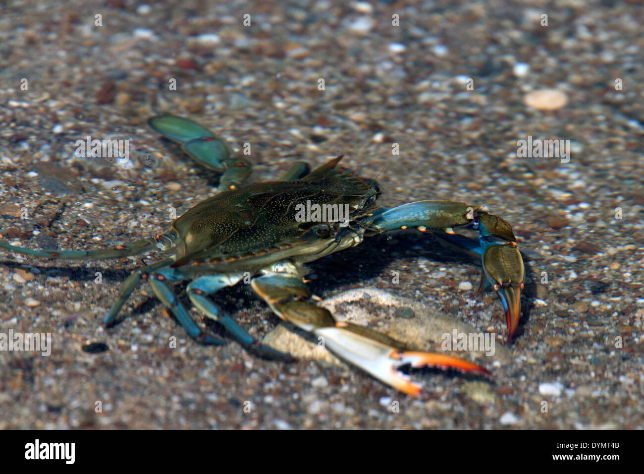 A Blue Crab, an introduced or alien species in the Mediterranean from America, Manavgat, Turkey. Stock Photo
