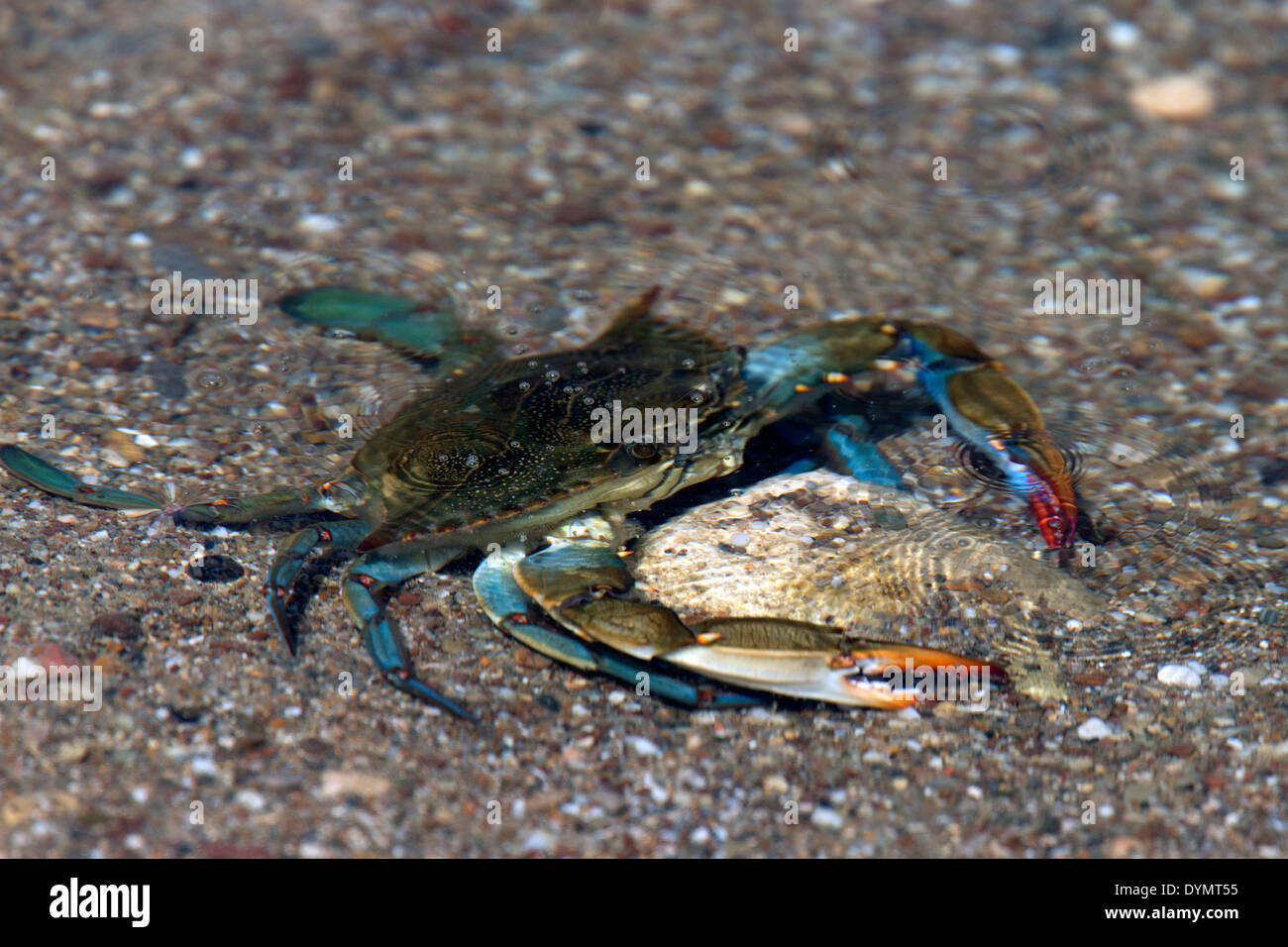 A Blue Crab, an introduced or alien species in the Mediterranean from America, Manavgat, Turkey. Stock Photo