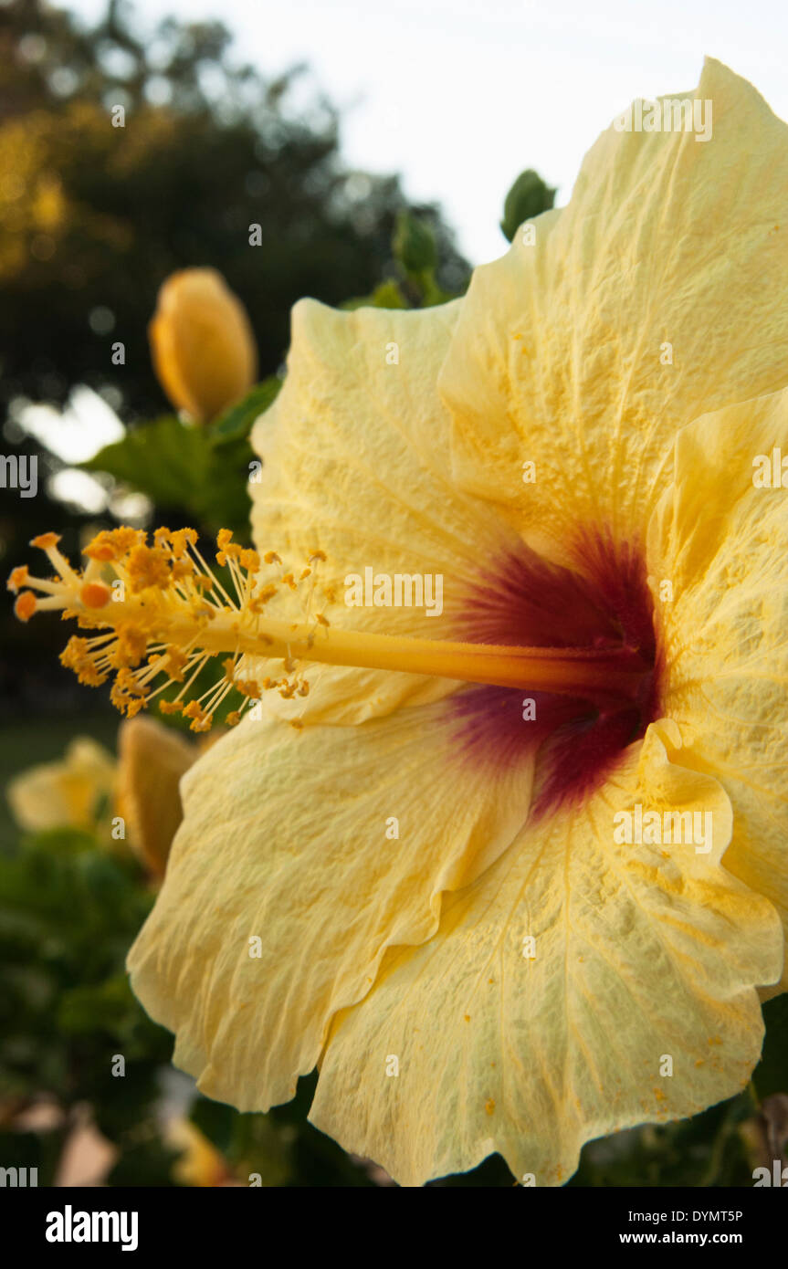 A close up of a yellow hibiscus in Maui, Hawaii Stock Photo