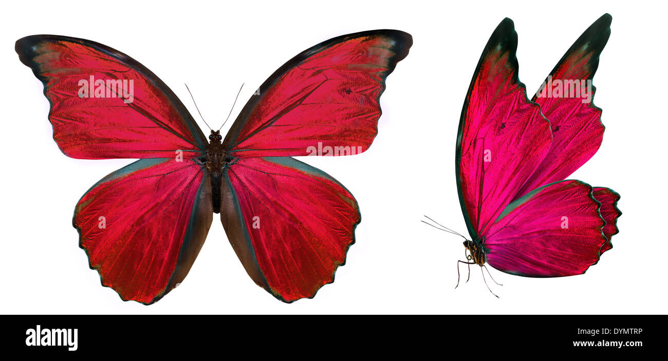 beautiful butterfly isolated on a white background Stock Photo - Alamy