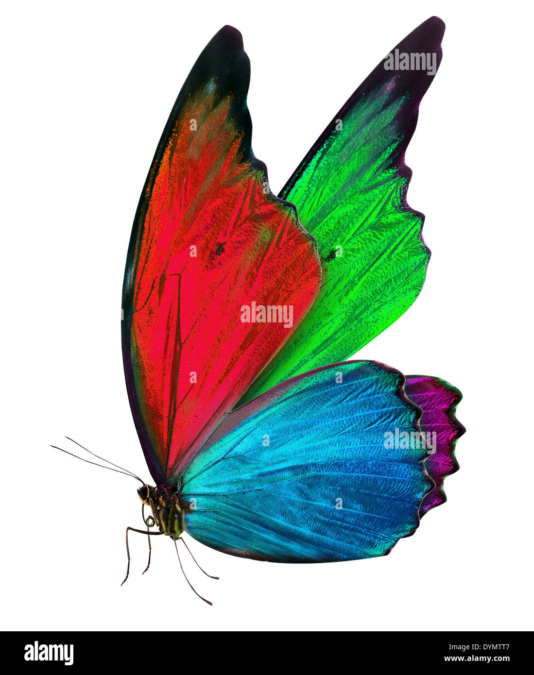 beautiful butterfly isolated on a white background Stock Photo - Alamy