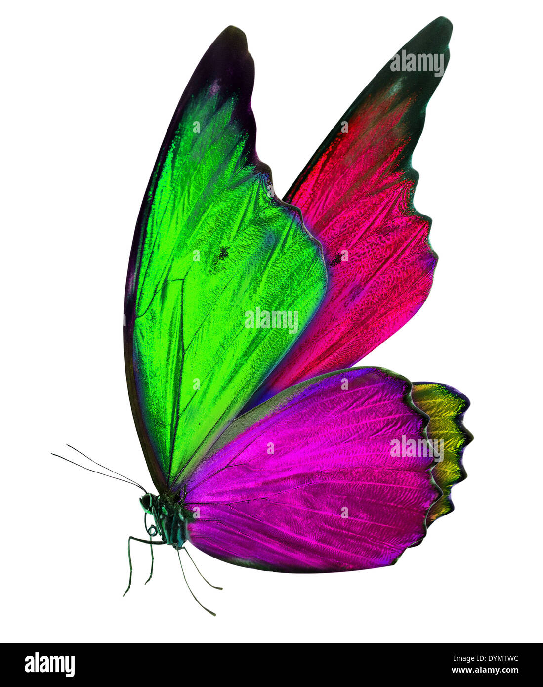 beautiful butterfly isolated on a white background Stock Photo - Alamy