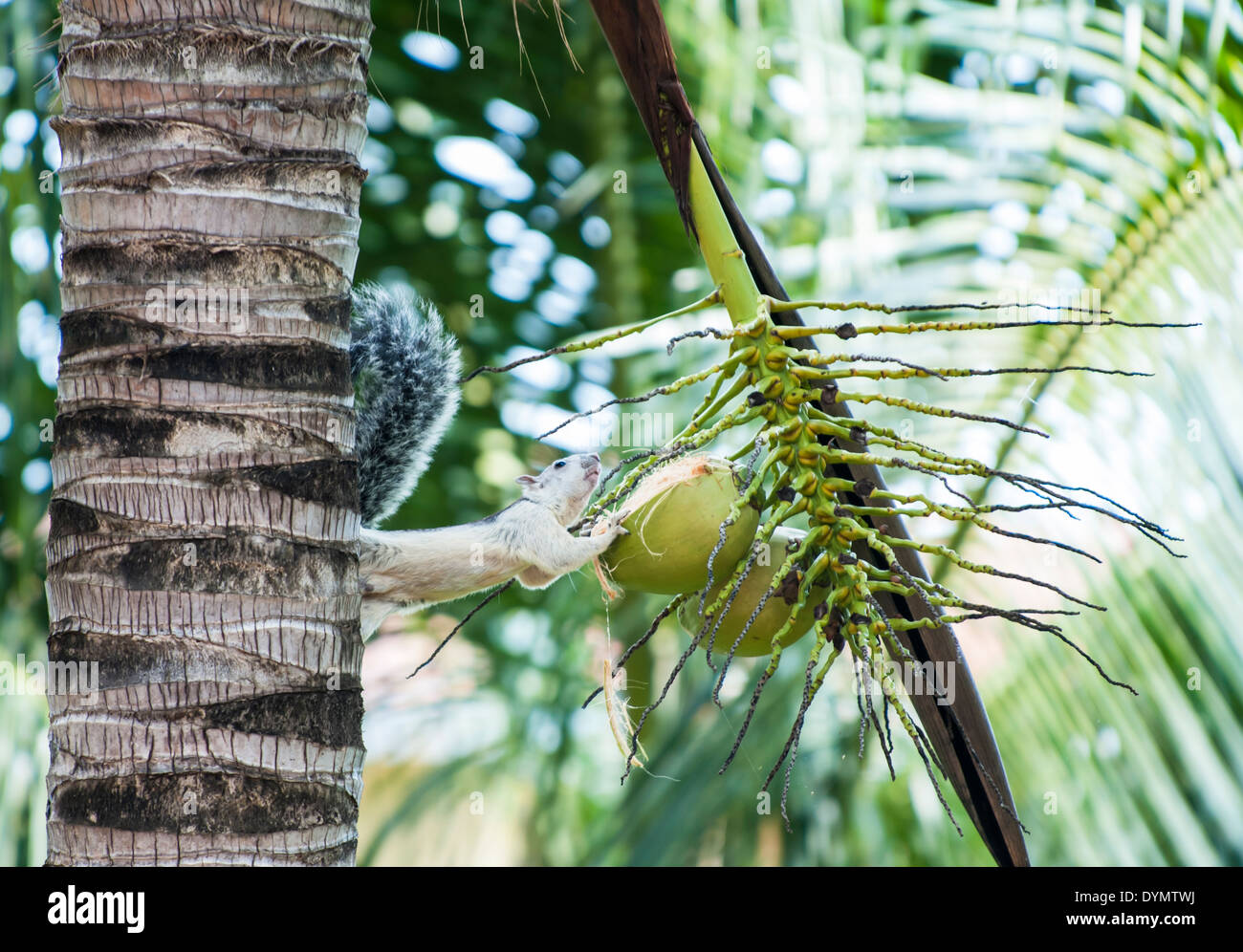 Variegated tree squirrel pauses from chewing on a coconut Stock Photo