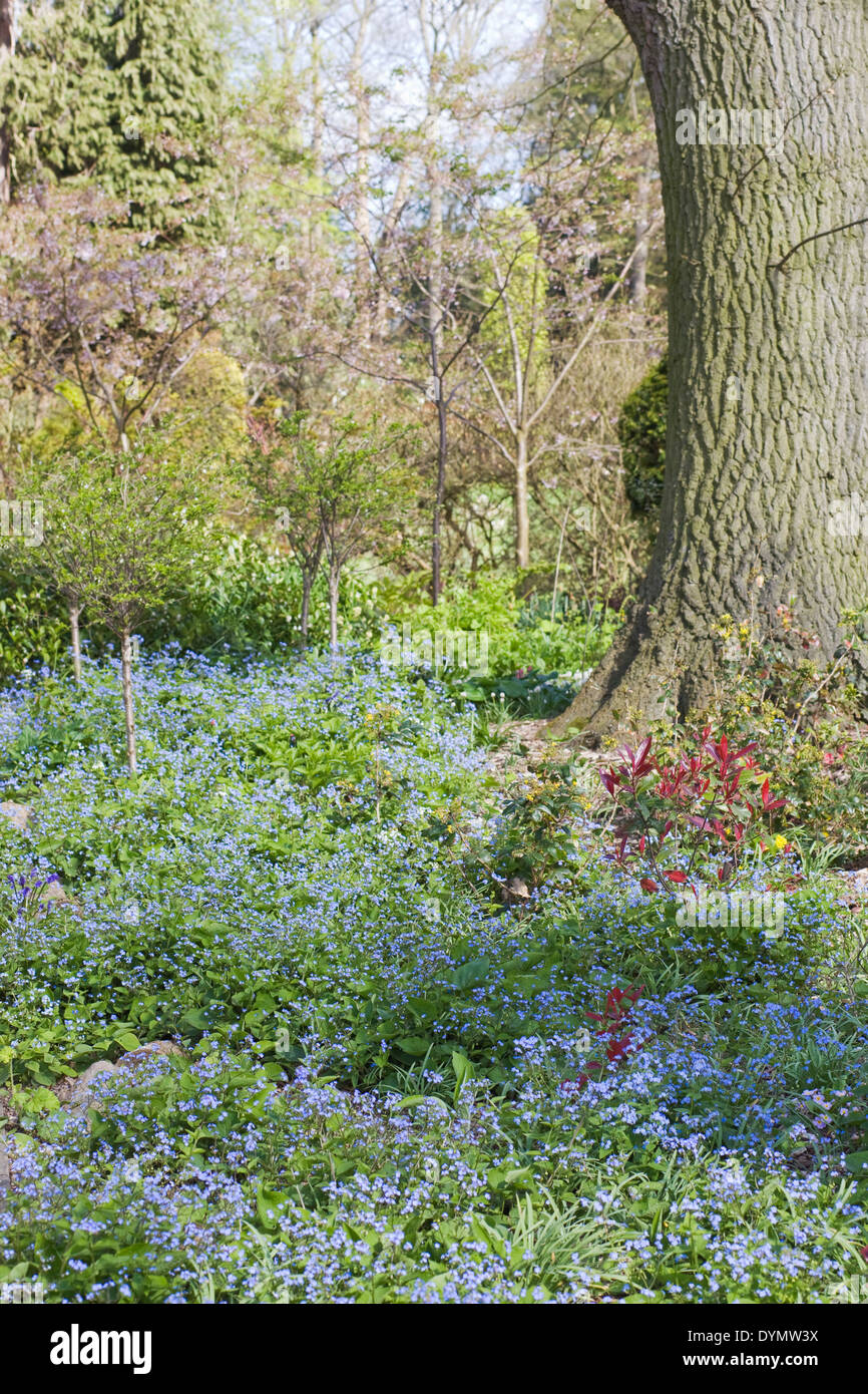 spring flowers in an English ancient woodland Stock Photo - Alamy