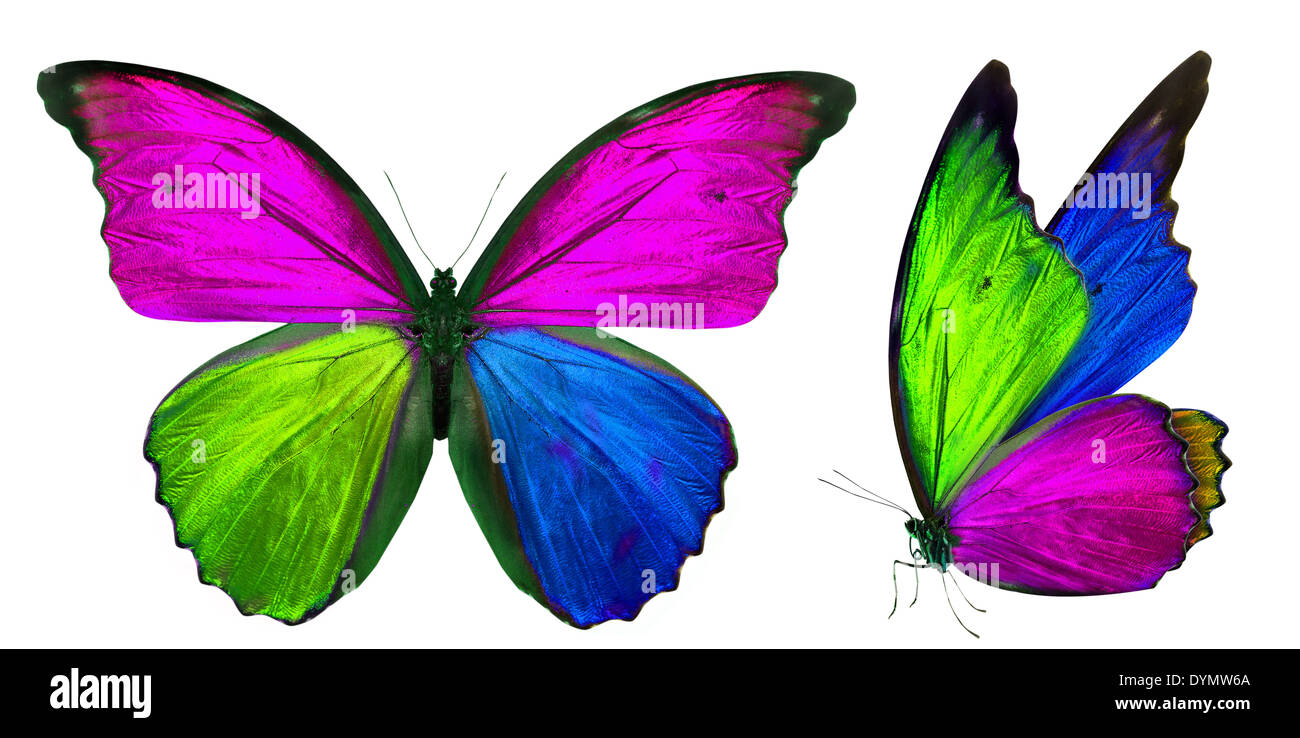 beautiful butterfly isolated on a white background Stock Photo - Alamy