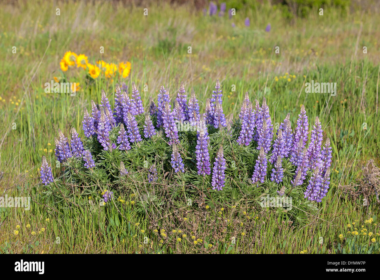 Broadleaf Lupine Flowers Blooming in Spring Season Along Columbia River