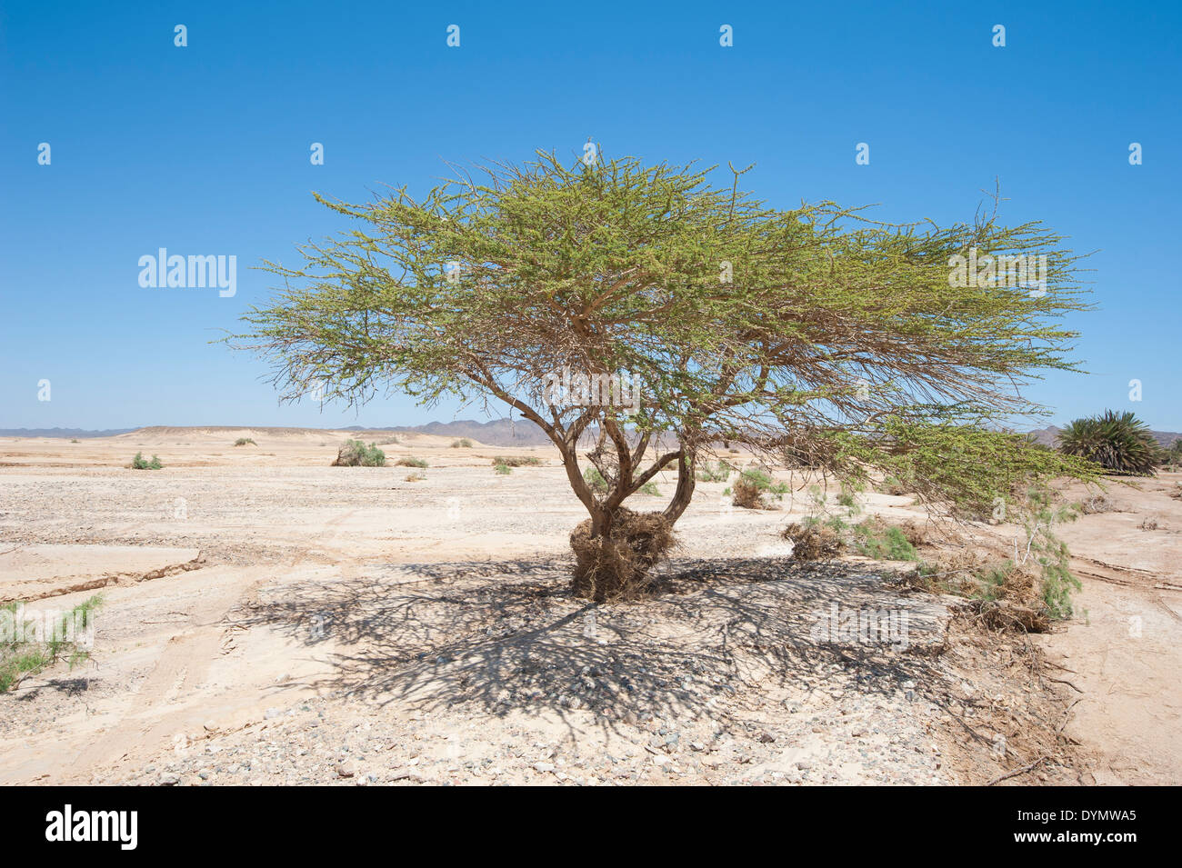 Acacia Raddiana Hi res Stock Photography And Images Alamy Acacia Raddiana Hi res Stock Photography And Images Alamy