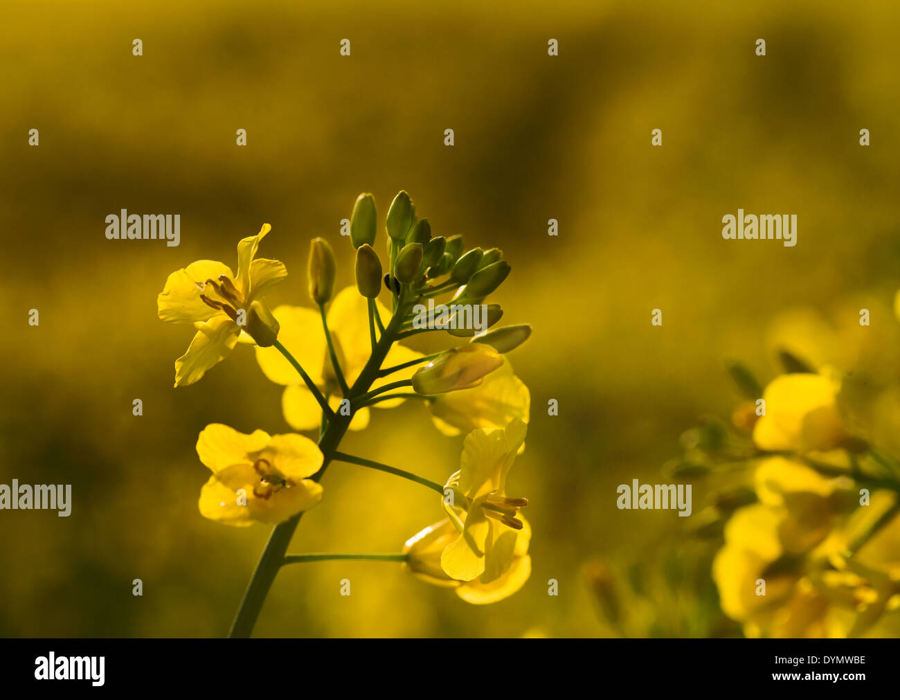 Beautiful macro of Rapeseed ( Brassica napus) in the fading sunlight Stock Photo