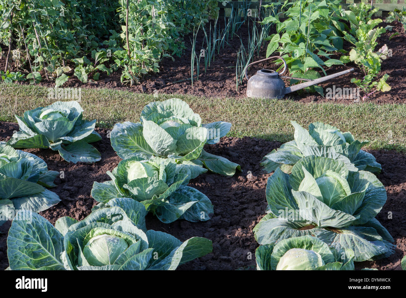 small vegetable vegetables garden - veg patch allotment with cabbages cabbage growing in rows with watering can and peas with veg summer autumn UK Stock Photo